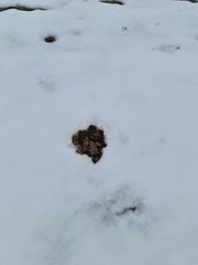 Talpa europaea