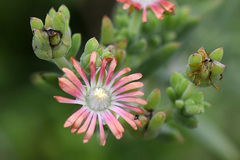 Delosperma testaceum