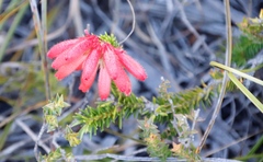 Erica cerinthoides cerinthoides