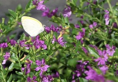 Eurema elathea