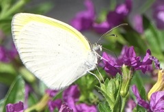 Eurema elathea