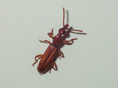 Cerobates
