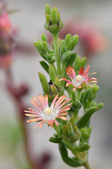 Delosperma testaceum