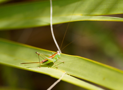 Odontoxiphidium apterum