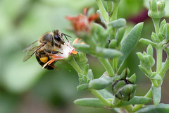 Delosperma testaceum