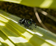 Phidippus workmani