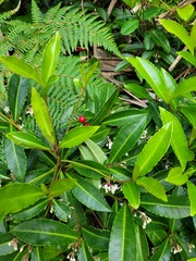Ardisia crenata