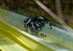 Phidippus workmani