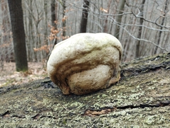 Fomes fomentarius