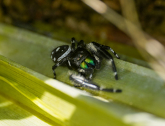 Phidippus workmani
