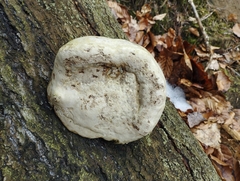 Fomes fomentarius