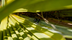 Phidippus workmani