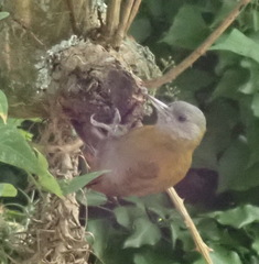 Chloropicus griseocephalus