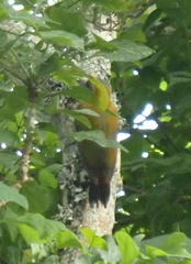 Chloropicus griseocephalus