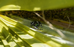 Phidippus workmani
