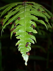 Meranoplus mucronatus