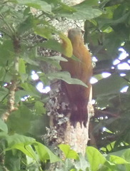 Chloropicus griseocephalus