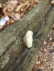 Fomes fomentarius