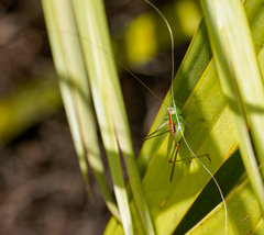 Odontoxiphidium apterum