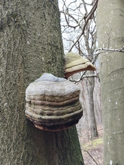 Fomes fomentarius