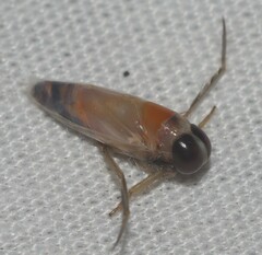 Anisops