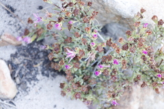 Lampranthus glomeratus