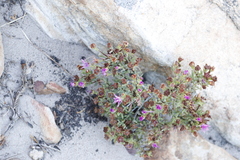 Lampranthus glomeratus