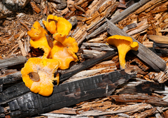 Cantharellus