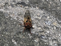 Auritibicen japonicus