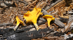 Cantharellus