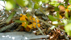 Cantharellus