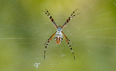Argiope florida