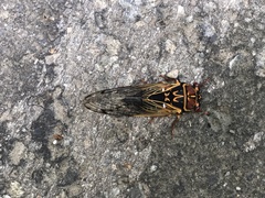 Auritibicen japonicus