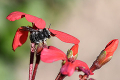 Pseudoanthidium repetitum