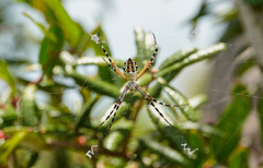 Argiope florida