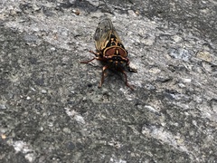 Auritibicen japonicus