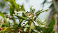 Argiope florida