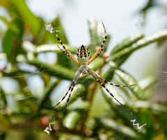 Argiope florida