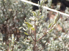 Ocimum burchellianum
