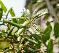 Argiope florida