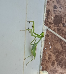 Stagmatoptera septentrionalis