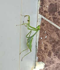 Stagmatoptera septentrionalis