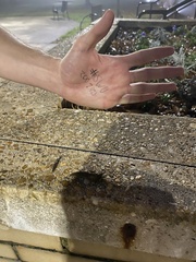 Limax maximus