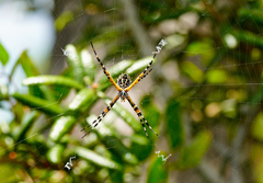 Argiope florida