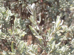 Ocimum burchellianum