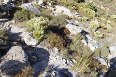 Erica multumbellifera