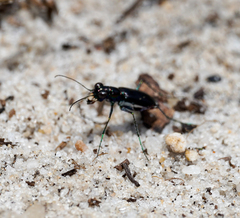 Cicindela abdominalis