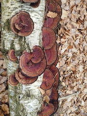 Daedaleopsis tricolor