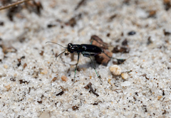 Cicindela abdominalis