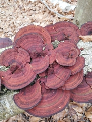 Daedaleopsis tricolor